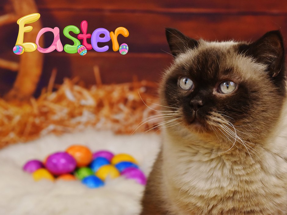 BautifulPet's tweet photo. Buona #Pasqua a tutti i 4 zampe e ai loro padroni! Come avete passato questo #eastersunday? https://t.co/gelqk01qXK