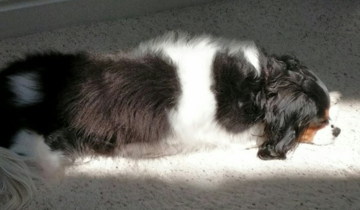 ByCommonConsent's tweet photo. #Easterfloof https://t.co/mzEWZgGopL