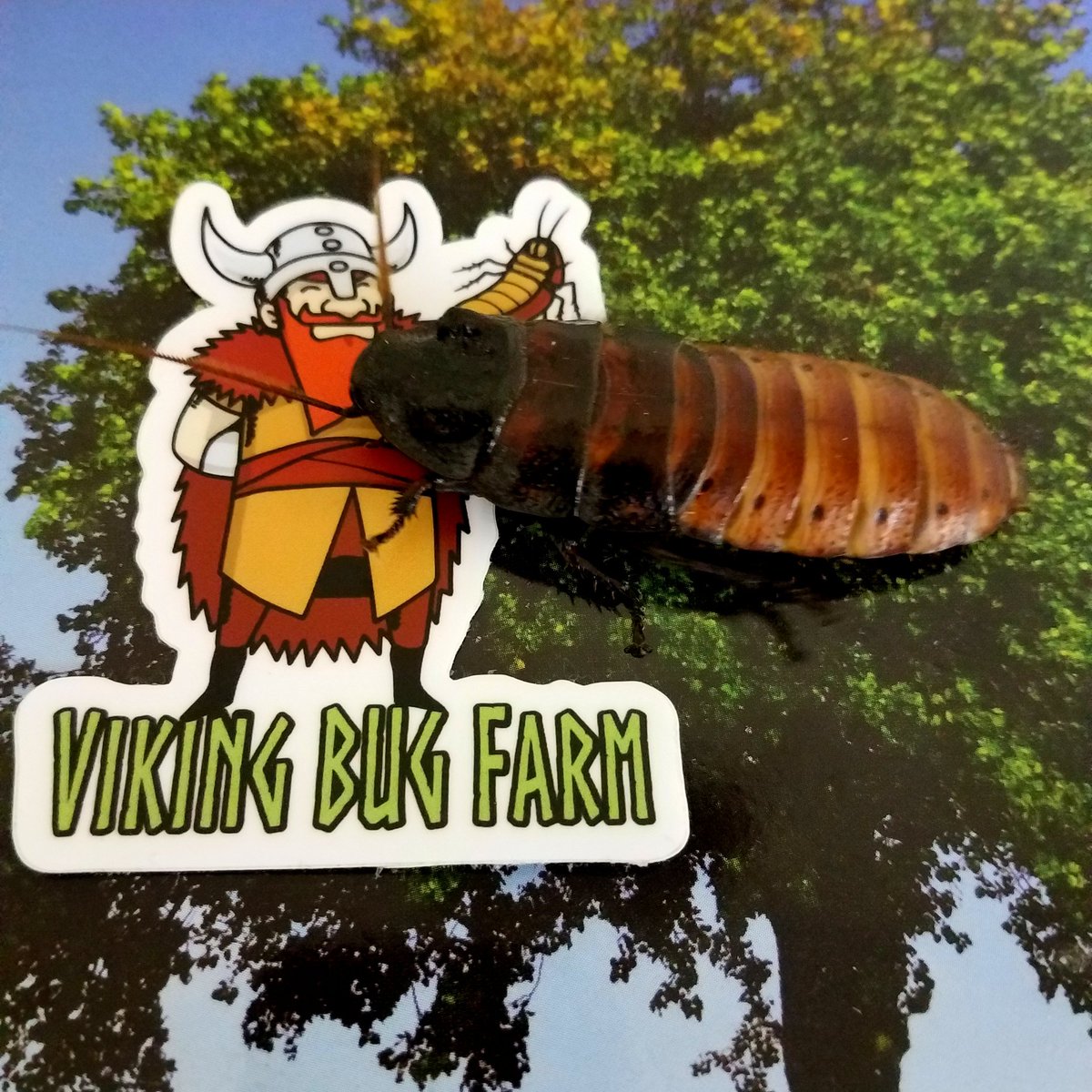 VikingBugFarm's tweet photo. Young #Madagascar #Hissing #Cockroach #hisser #roach #insects #bug #pets https://t.co/txLkvK0Rgw