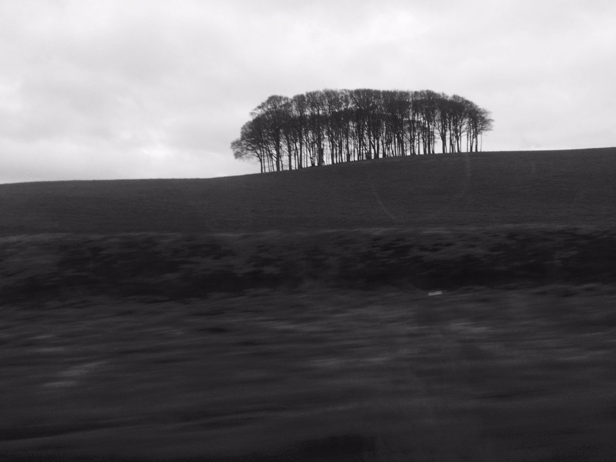 tamsinmelville's tweet photo. South west travellers will recognise this #nearlyhometrees #CookworthyKnapp #Devon #Cornwall https://t.co/mb5A2l8KhY