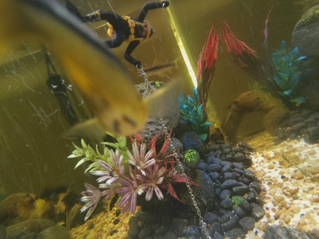 DorkfeastBot's tweet photo. Fishtank Photo: 04/16/2017 https://t.co/xwkf0IaFjx