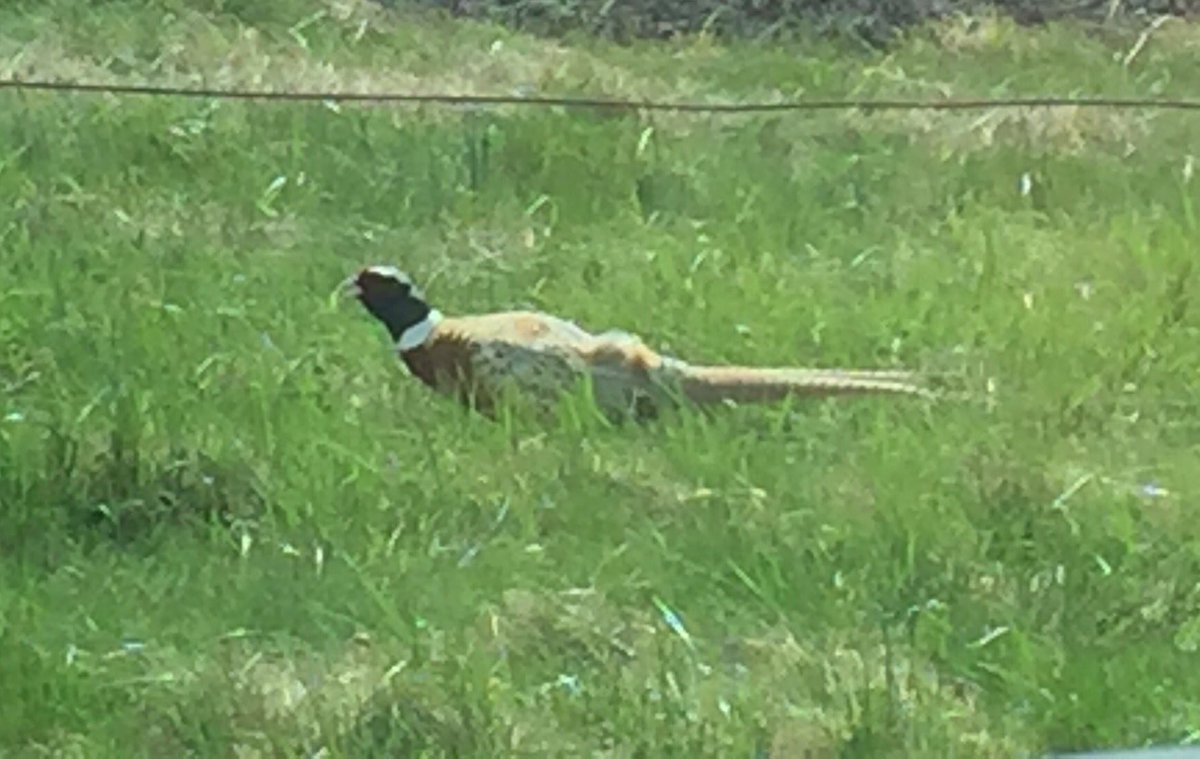 ASites79's tweet image. Saw this guy today while out and about.