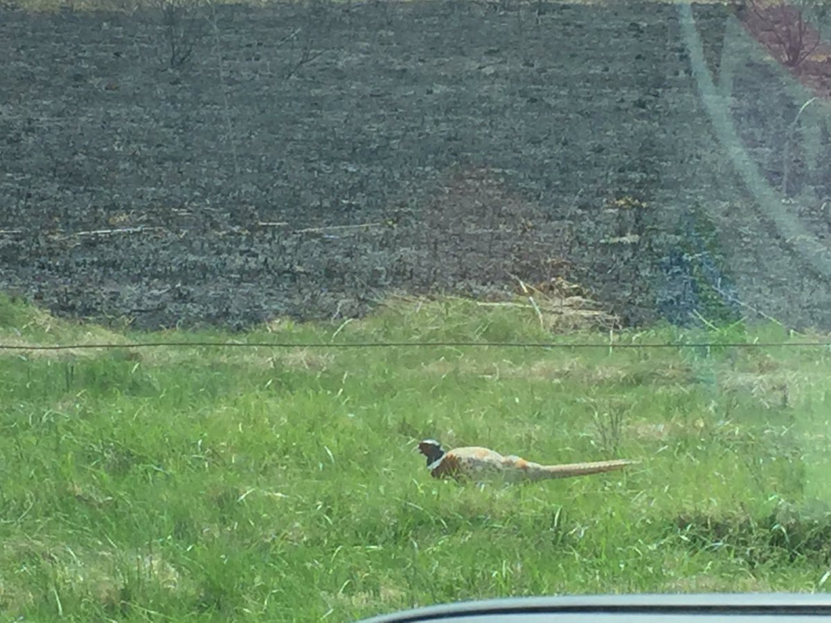 ASites79's tweet image. Saw this guy today while out and about.