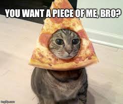 catcapitaluk's tweet photo. All I need. Pizza cat. https://t.co/whkb8vA8Gr