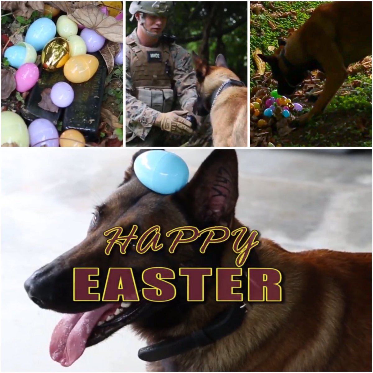SergeantRex's tweet image. #MWD handler Kyle Timmerman takes his #militaryworkingdog, BBaldur, on a search for #ᴇᴀsᴛᴇʀᴇɢɢs and explosives! #HappyEaster! 🐣🐰🐾