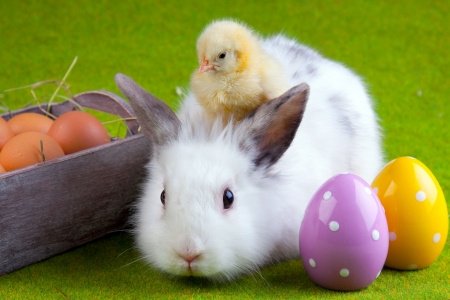 infinitealoe's tweet photo. Wishing you a Happy Easter! #EasterSundy #HappyEaster #InfiniteAloe https://t.co/d4DLjNpGZR
