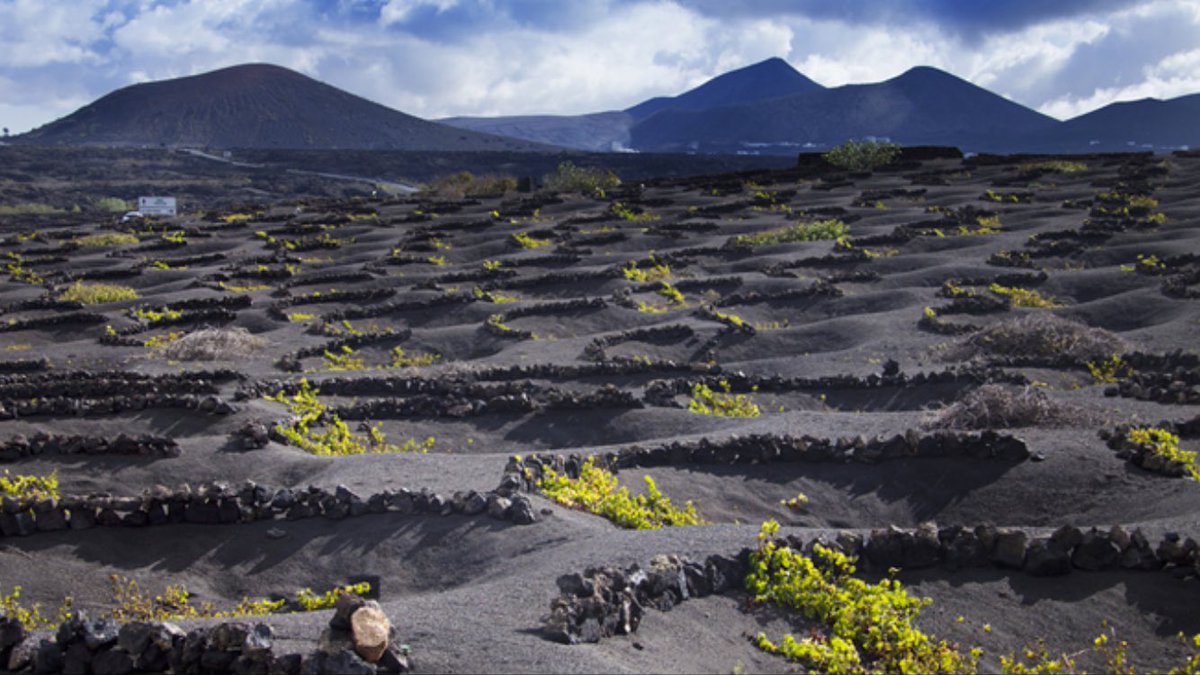 Wine Atlas tweet media