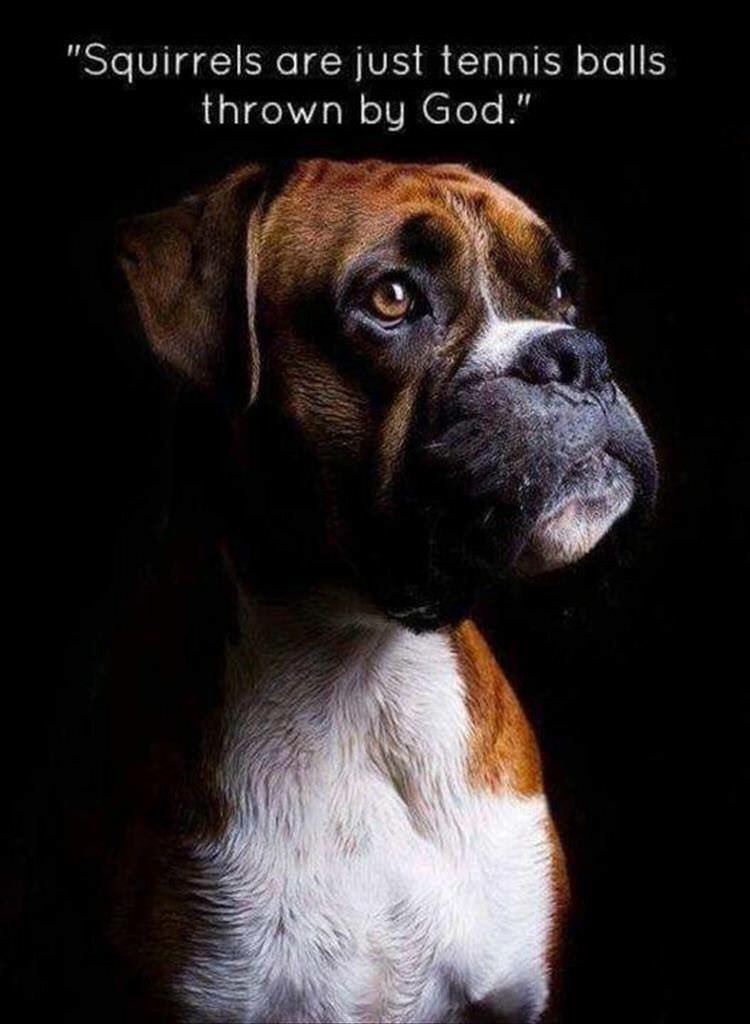 mellaniehopkins's tweet photo. @PeanutThePuggle My friend posted this on FB and I immediately thought of you. #squirrelssuck https://t.co/bC6NMo2Whv