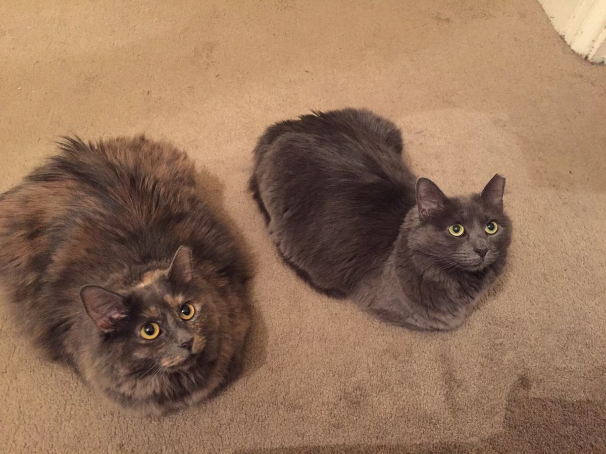 CPrechtl's tweet image. Happy Easter from the kitties!