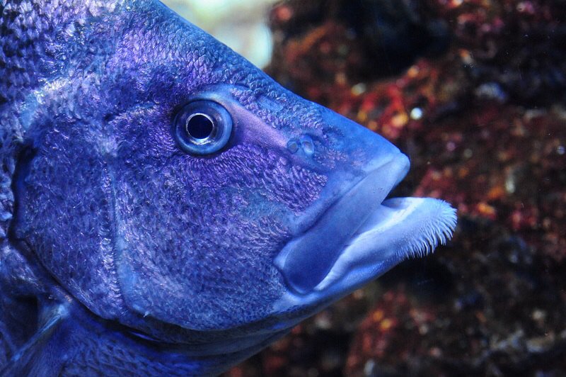 ট ইট র 京都水族館 親近感がわく方も多いのでは 魚なのに立派なあごひげがチャームポイントのその名もヒゲダイ 京の海 にて T Co 57ythxonf9 T Co Iklfibr8ag ট ইট র
