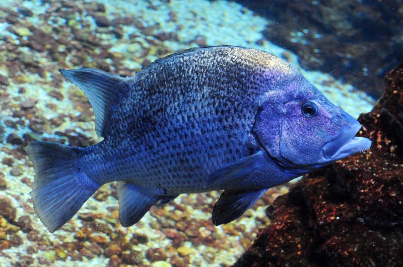 ট ইট র 京都水族館 親近感がわく方も多いのでは 魚なのに立派なあごひげがチャームポイントのその名もヒゲダイ 京の海 にて T Co 57ythxonf9 T Co Iklfibr8ag ট ইট র