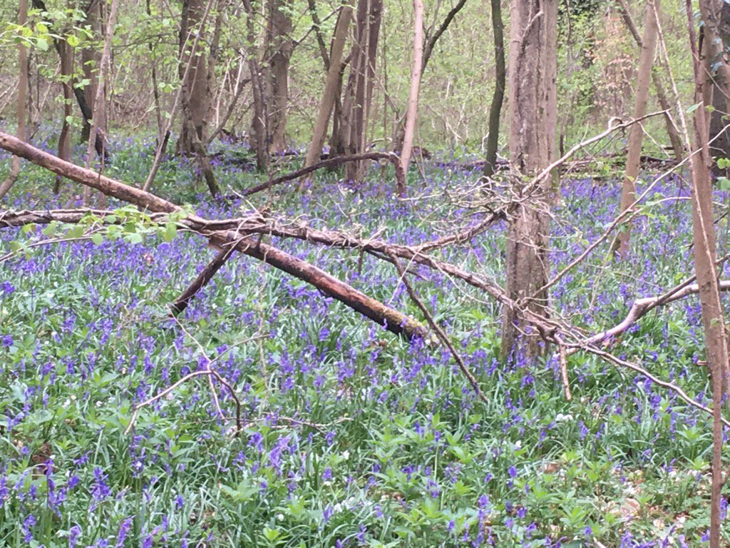 _MiaPreston's tweet photo. The bluebells are out #wildflowers #spring #Winchester #bluebells https://t.co/vxCqvRwbED