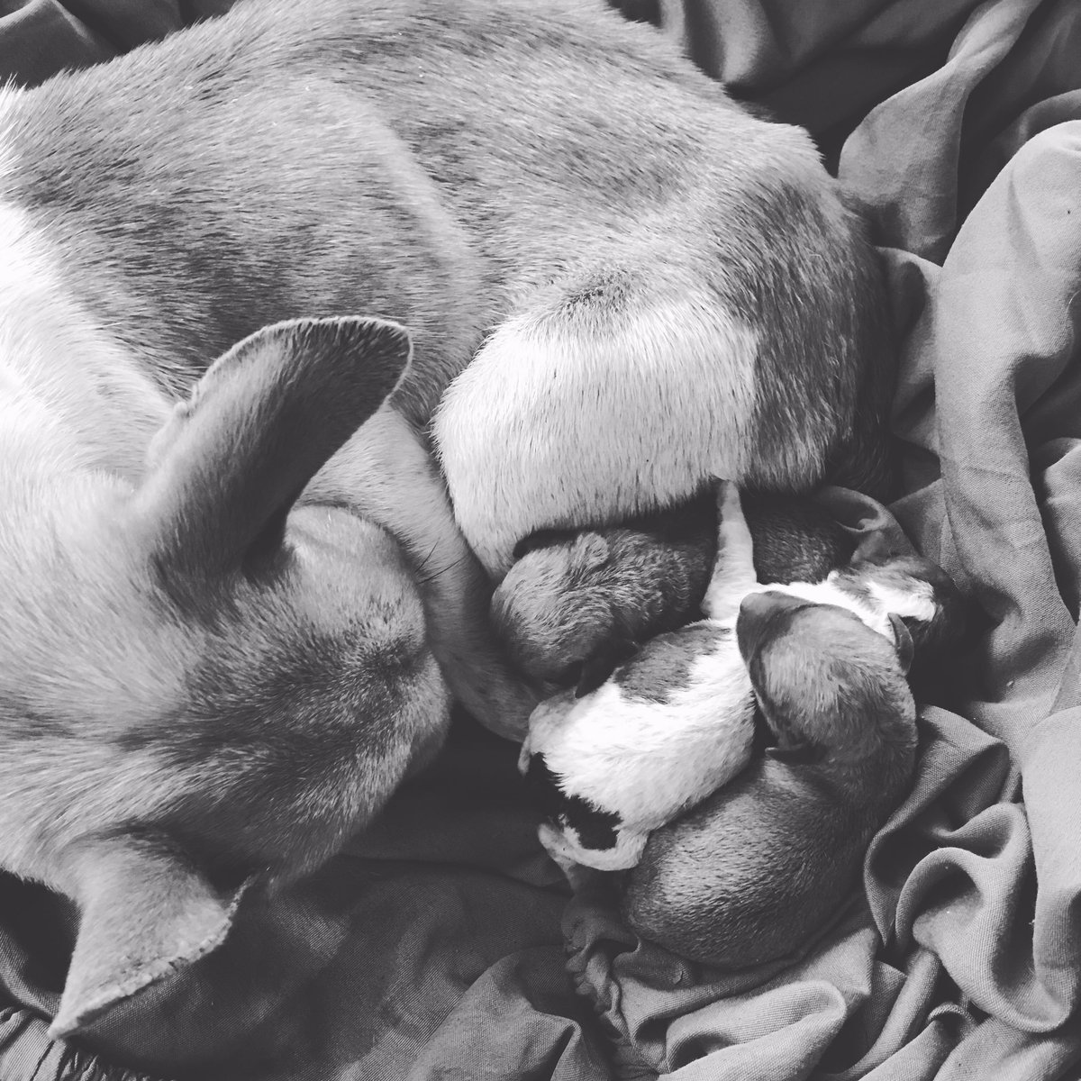 MemDeAnn1983's tweet photo. 3 new members joined our tribe this Easter Sunday. Say hello to Houston, Dallas, and Cowboy. #Puppies #EasterBabies #MaconsAMom https://t.co/SbB6imx0uX