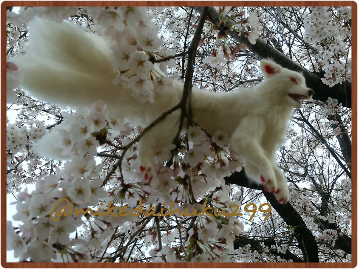 じゃれねこ『2月☆⑤桜×九尾狐』 Kさまご依頼 春咲小桜九尾 九尾 「可動！」桜 蝶々 天狐 狐