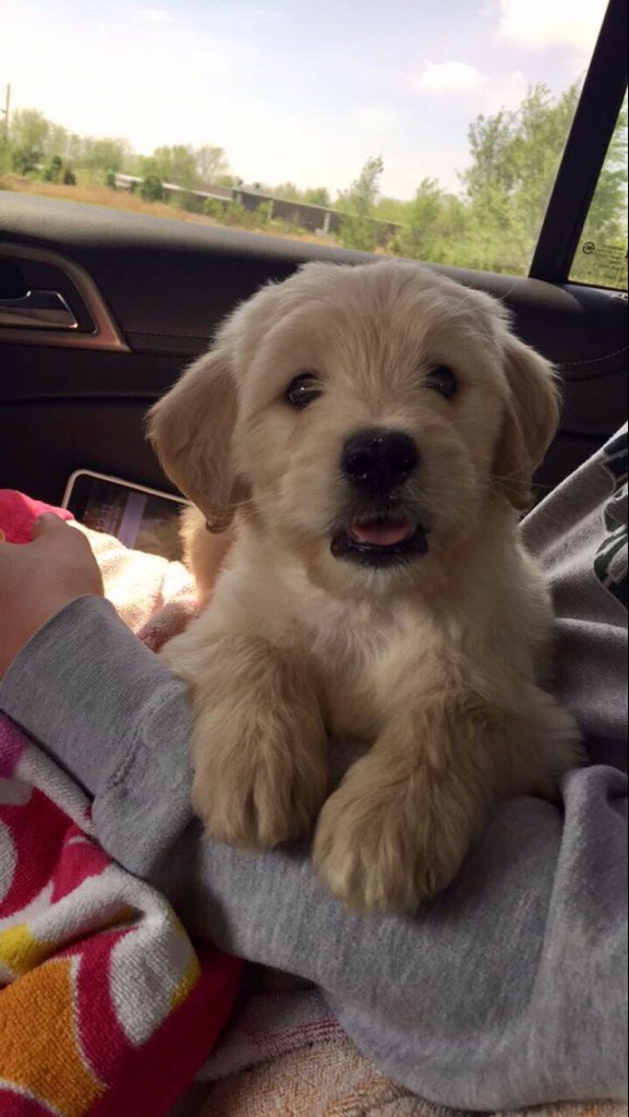 LK_DOGS's tweet photo. Can we just https://t.co/xOLWBY3xGA