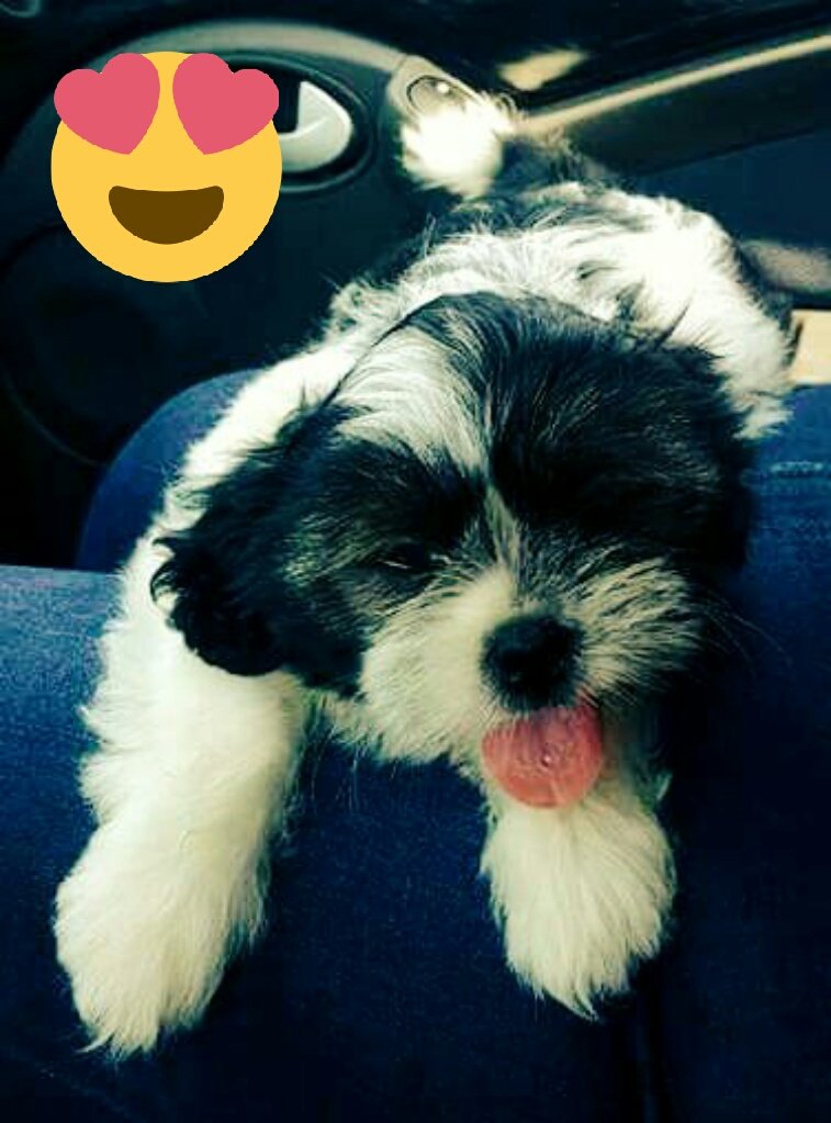 Bi_bazzo's tweet photo. Meu amor... BION 😍 https://t.co/myWXkRoKkM
