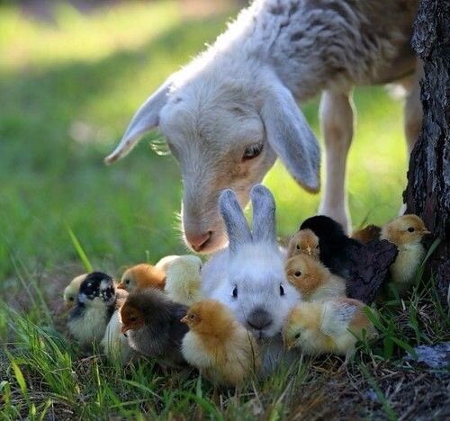 my_futurefamily's tweet photo. Happy Easter 🐰🐣 https://t.co/62lWQNTLBp