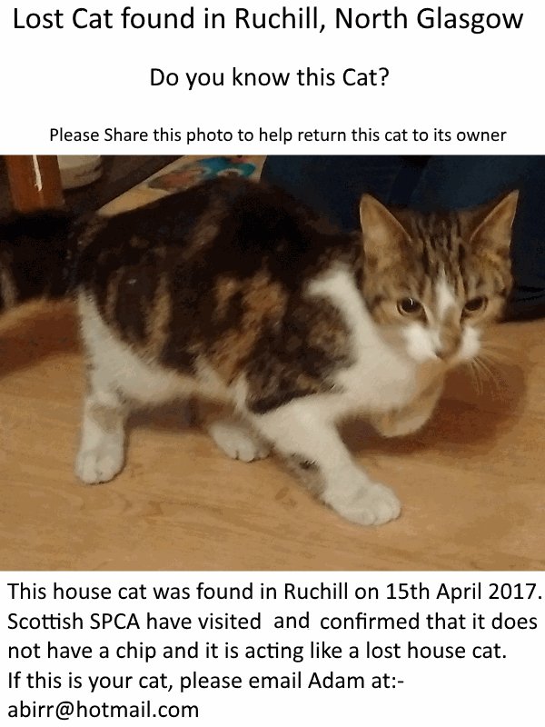 Please retweet to help reunite this lost house cat with its owner.