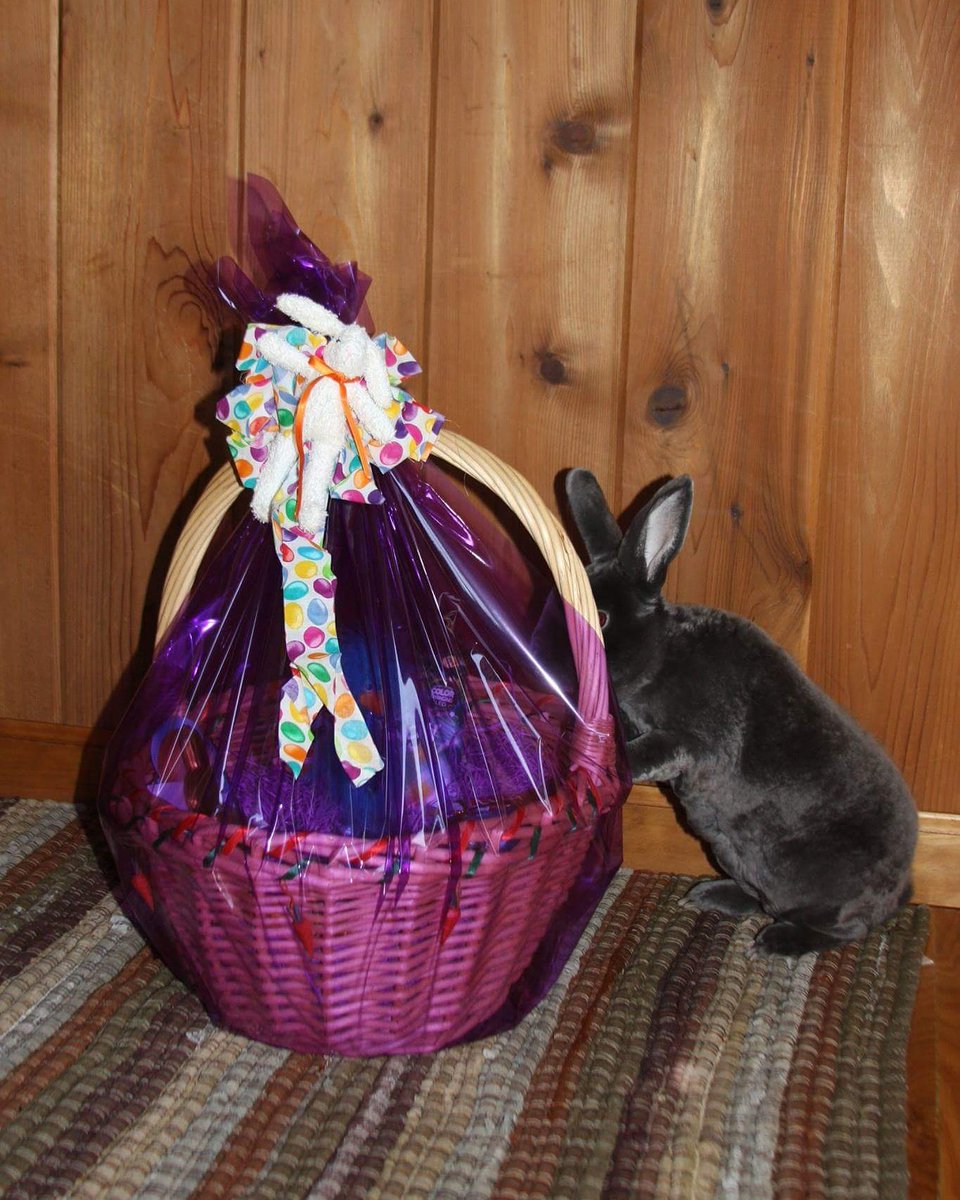 PurposeFarm's tweet image. P.J. hopes your Easter was as good as his was! #happyeaster #bunny #animallovers #purposefarm