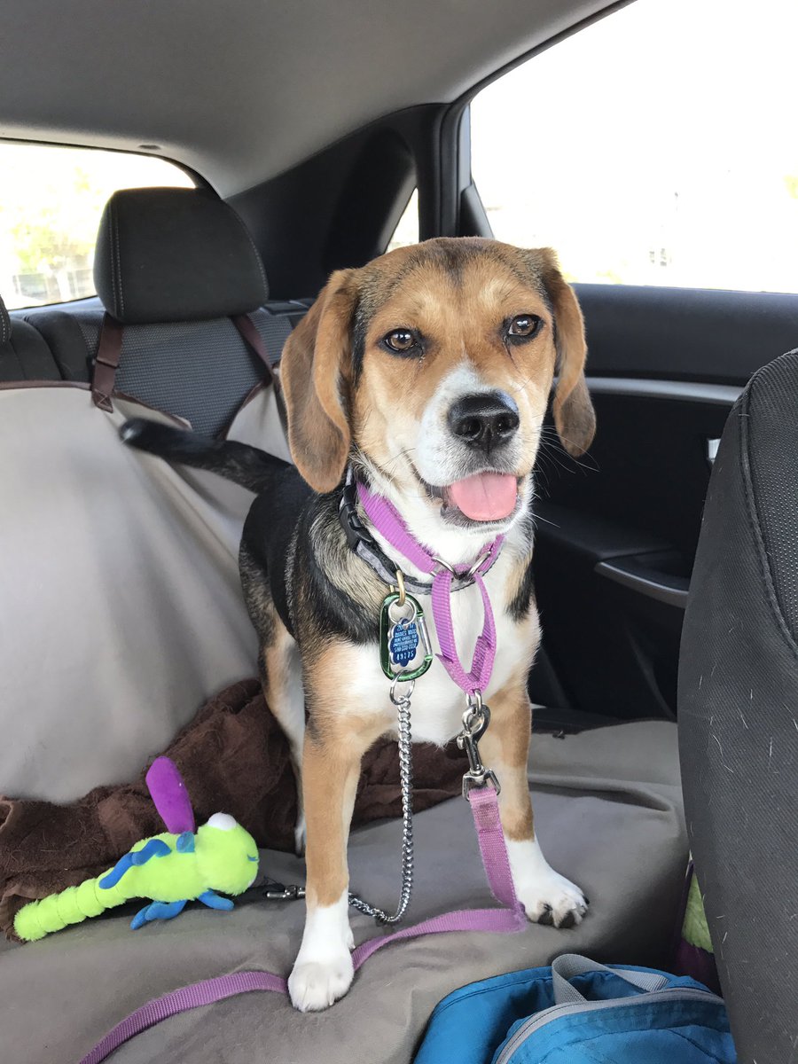 Daisy_hounddog's tweet photo. #Easter #Adventures with @scifigal13 https://t.co/f3lYva4msY