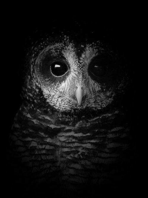 AnaElen73908848's tweet photo. #Ronroneando https://t.co/jN0F5ZJENn
