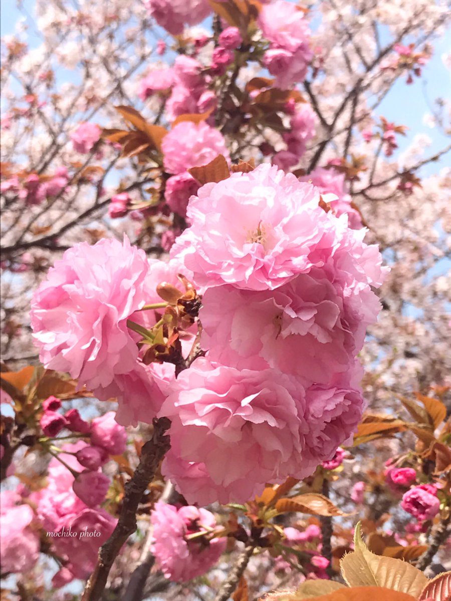さくら餅子 里桜 バラ科 ヒマラヤ近郊 日本原産 古くは平安時代頃から 自然交雑や 人の手により生み出され 花弁が多く重なり咲く桜の総称 八重桜 牡丹桜 とも呼ばれ 染井吉野 の散る頃から 五月上旬に咲く 花言葉は 豊かな教養 しとやか 良い一 さくら餅子 里桜 バラ科 ヒマラヤ近郊 日本原産 古くは平安時代頃から 自然交雑や 人の手により生み出され 花弁が多く重なり咲く桜の総称 八重桜 牡丹桜 とも呼ばれ 染井吉野 の散る頃から 五月上旬に咲く 花言葉は 豊かな教養 しとやか 良い一