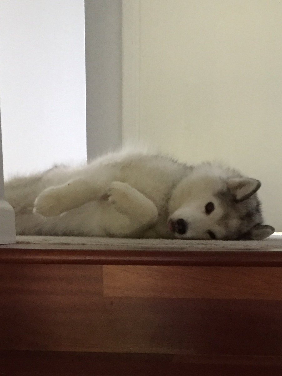 kathygori's tweet photo. @DaveWeasel this dog in my house is a Russian!!! Siberian Husky..gotta keep an eye on her b4 she hacks my email https://t.co/RcE2T5Hrx8