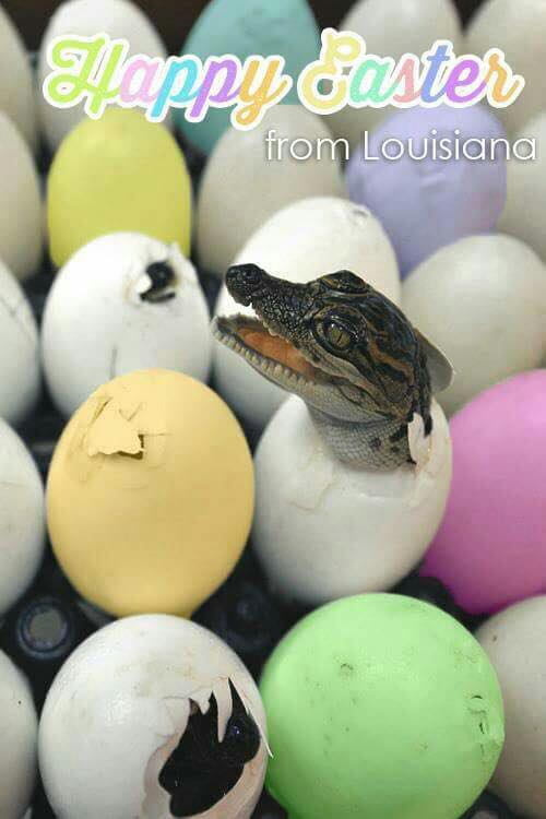 happy easter! check them eggs! :D