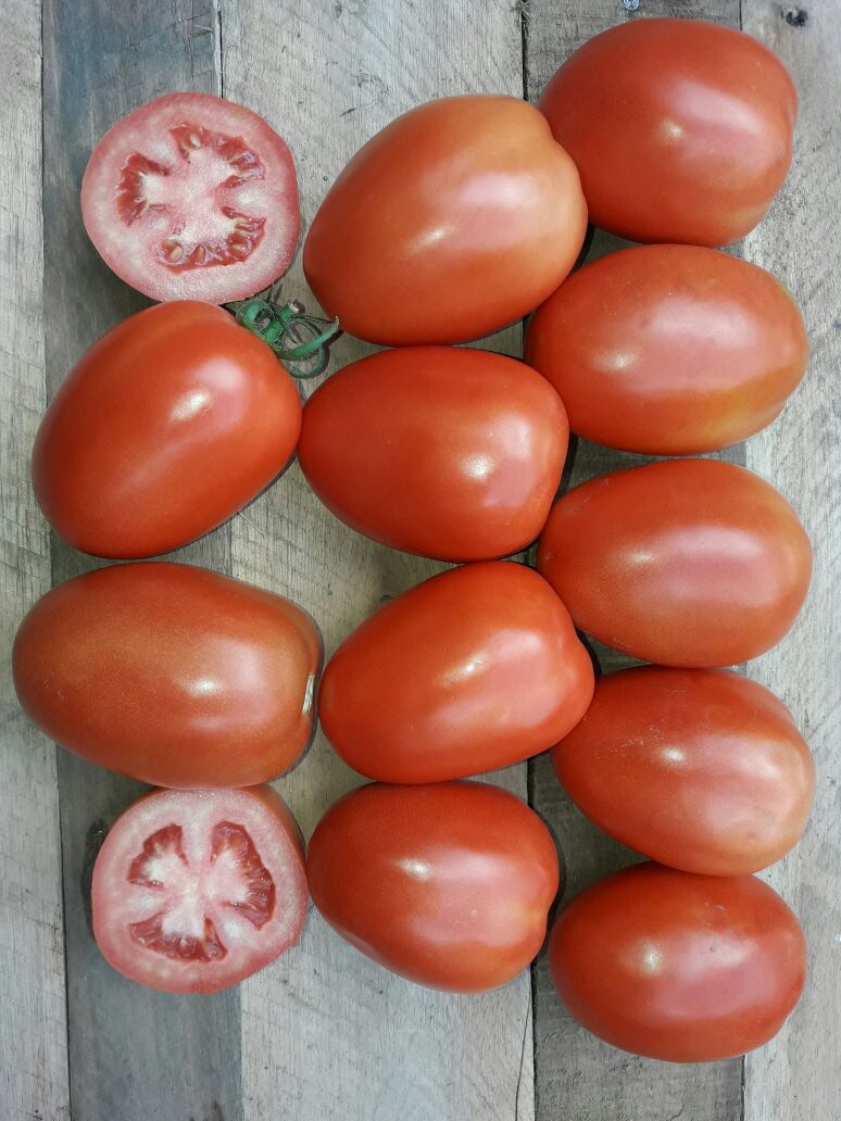 Andre28544908's tweet photo. Tomate italiano Colt #CDAAGRÍCOLA https://t.co/GAwRMoQKz4