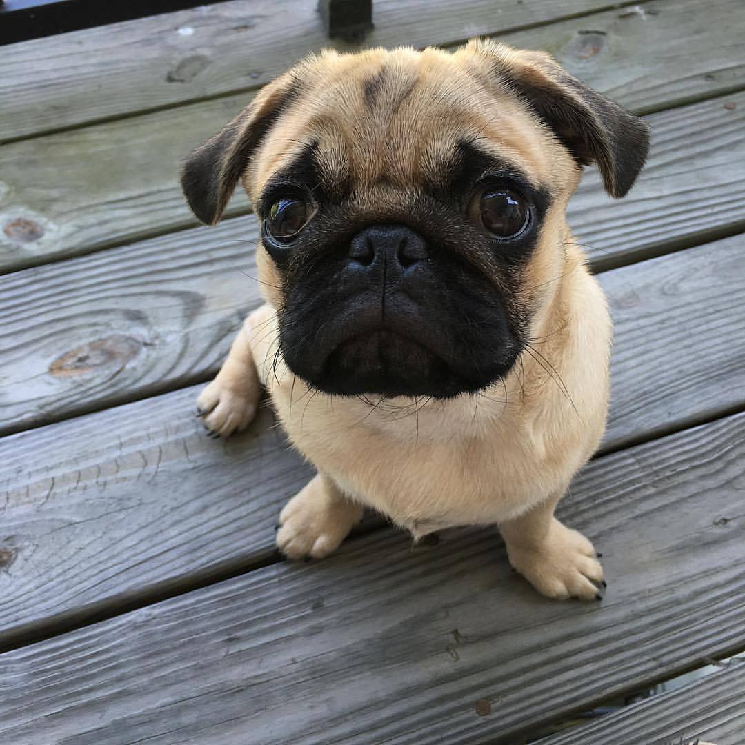 PugDailyClub's tweet image. A pug a day everyday forever😍

All credit goes to the owners 💝 Tag if you know them 💝

#pugdaily #pugs #pug #cute #puglover
