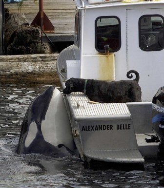 Shilale The Whale (@shilalethewhale) on Twitter photo 