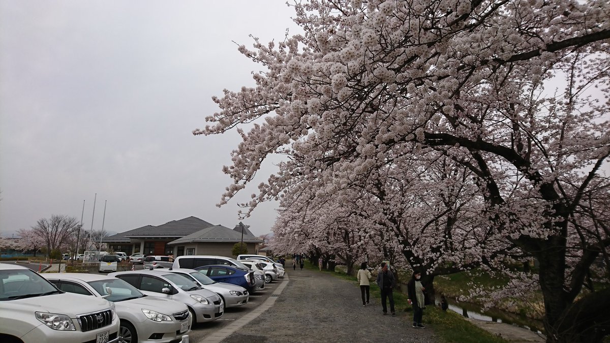 100本 郡山市喜久田町 藤田川ふれあい桜 その５ 堀之内橋たもとの行政センターには駐車場がありますが花見客で満車状態でした ここの桜まつりは今週末です Ftvみんなの天気