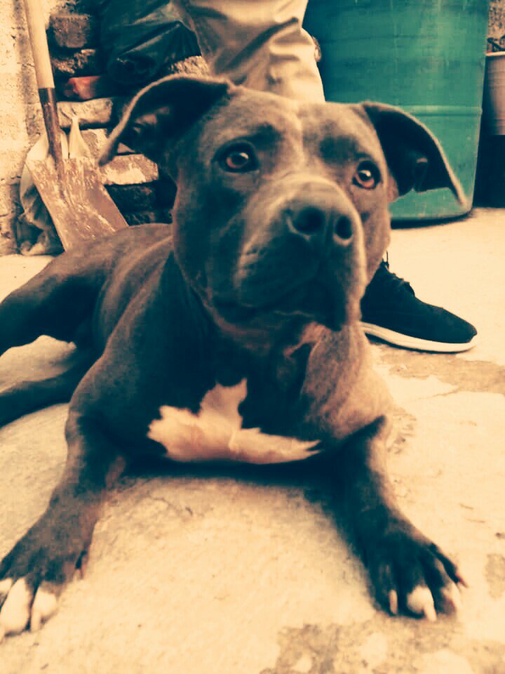 ChekoKafka's tweet photo. #dogslife #americanbully #dogtweets #iloveyou 🐾 https://t.co/2gw5E6DHLt