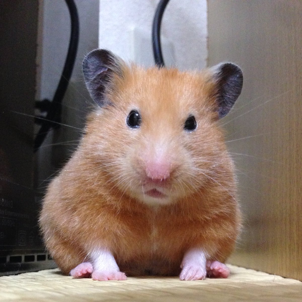 誰かの為になろうがなるまいが

誰かの役にたっていようがいまいが

誰かに感謝されようがされまいが

評価されようがされまいが

最終的に自分がどれだけやったかは

自分の中の神さんが全部みてる

#深夜ですので ではないけれど
#言葉 #言霊 #ハムスター #hamster