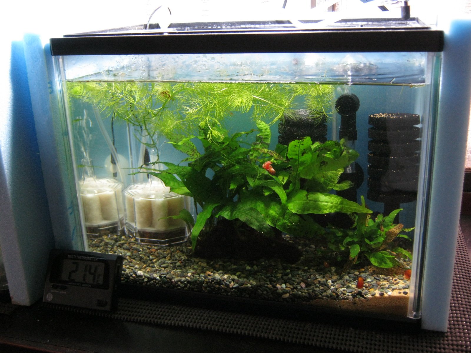 かおちん 29池ハロ Auf Twitter 本水槽が過密のため 先月生まれたコリ稚魚たち 15匹 動きが早くて数えられない を入れることはできない なので水草ストック水槽をコリ稚魚向けに改装しました 30cm 12リットル 濾過は水作エイトsとスポンジフィルターだけという