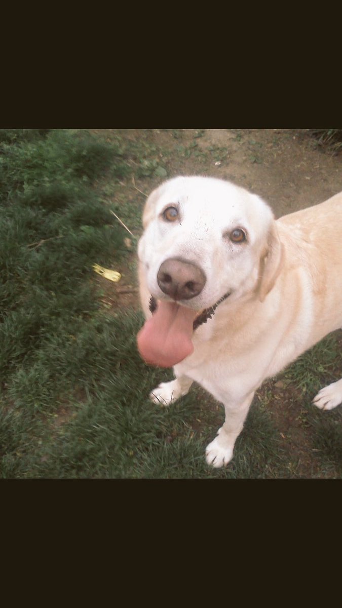 stephenmoore99's tweet photo. the best dog ever #ripbutter https://t.co/llC6IBUTAI