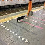 終電で帰ってきたら改札に猫がwもう電車ないよと伝えたら意外と素直だったw