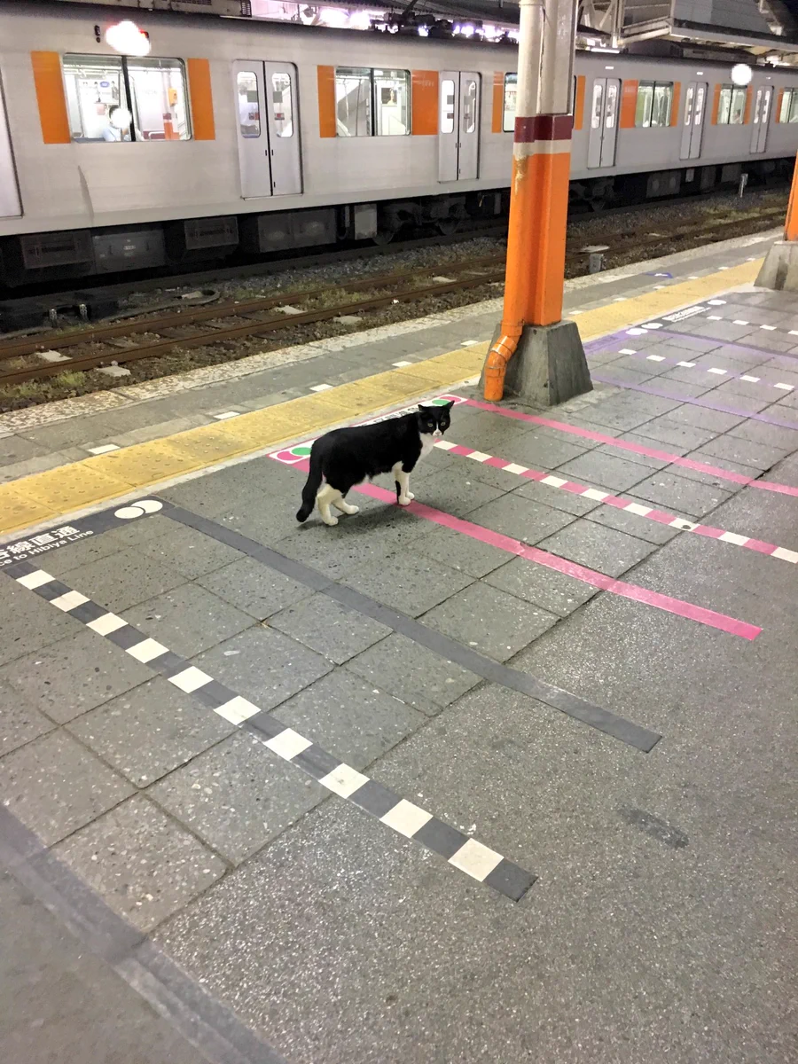 終電で帰ってきたら改札に猫がwwもう電車ないよと伝えたら意外と素直だったww