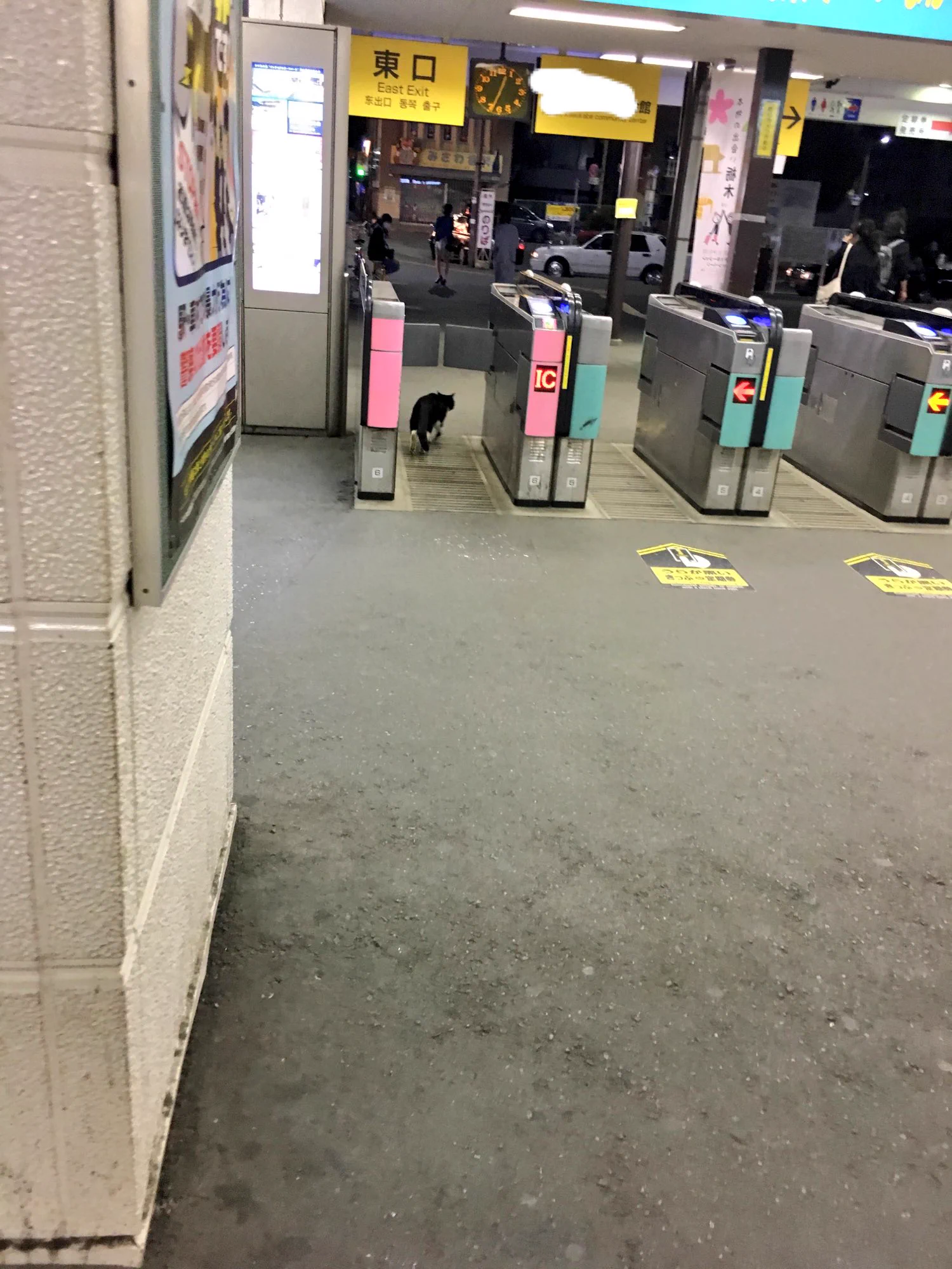 終電で帰ってきたら改札に猫がwwもう電車ないよと伝えたら意外と素直だったww