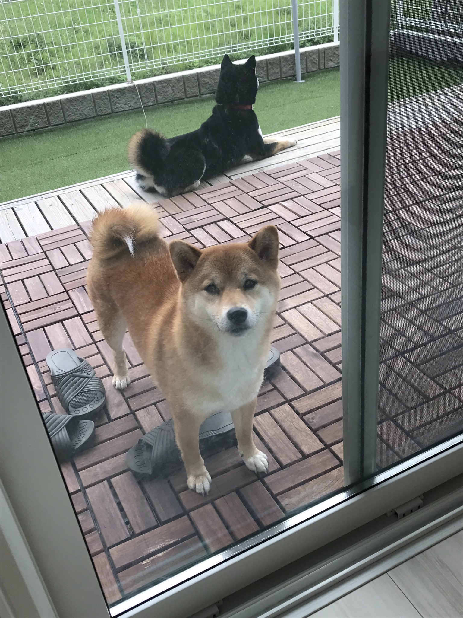 柴犬 はな ゆず 犬に向かって石を投げられ ついに 警察ざたに おじいさん 勘弁してくださいと謝ってきたけど やっぱ人の家に石投げるのはアウトでしょ 犬が嫌いだから投げたとかいって その石も自分の家から持ってきたみたいな 家 柴犬 はな ゆず 犬に向かって石を投げられ ついに 警察ざたに おじいさん 勘弁してくださいと謝ってきたけど やっぱ人の家に石投げるのはアウトでしょ 犬が嫌いだから投げたとかいって その石も自分の家から持ってきたみたいな 家