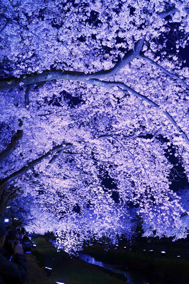君和田富士郎、【カラーアップされた野川の夜桜】、希少画集画より 君和田富士郎、【カラーアップされた野川の夜桜】、希少画集画より