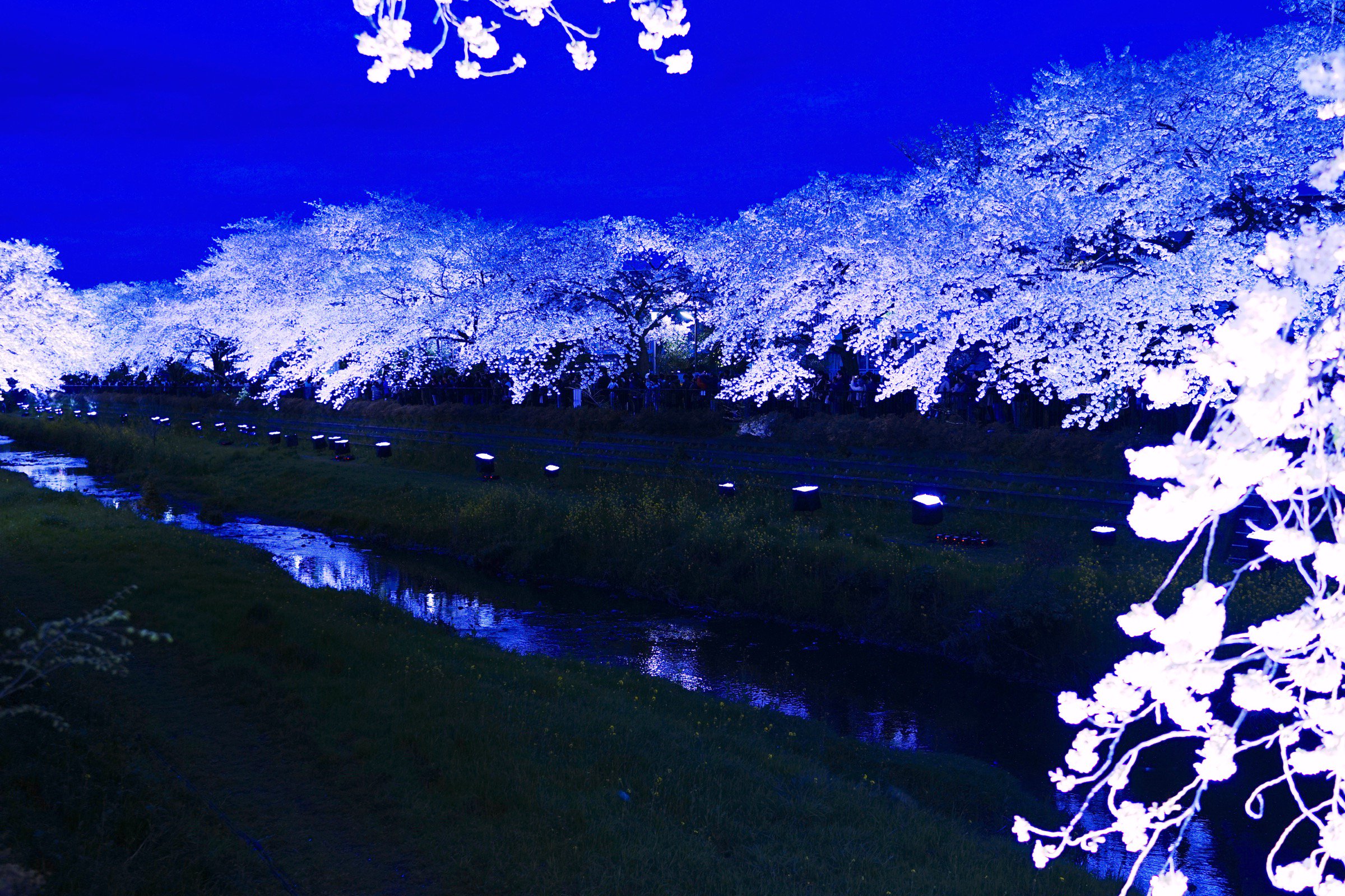 君和田富士郎、【カラーアップされた野川の夜桜】、希少画集画より