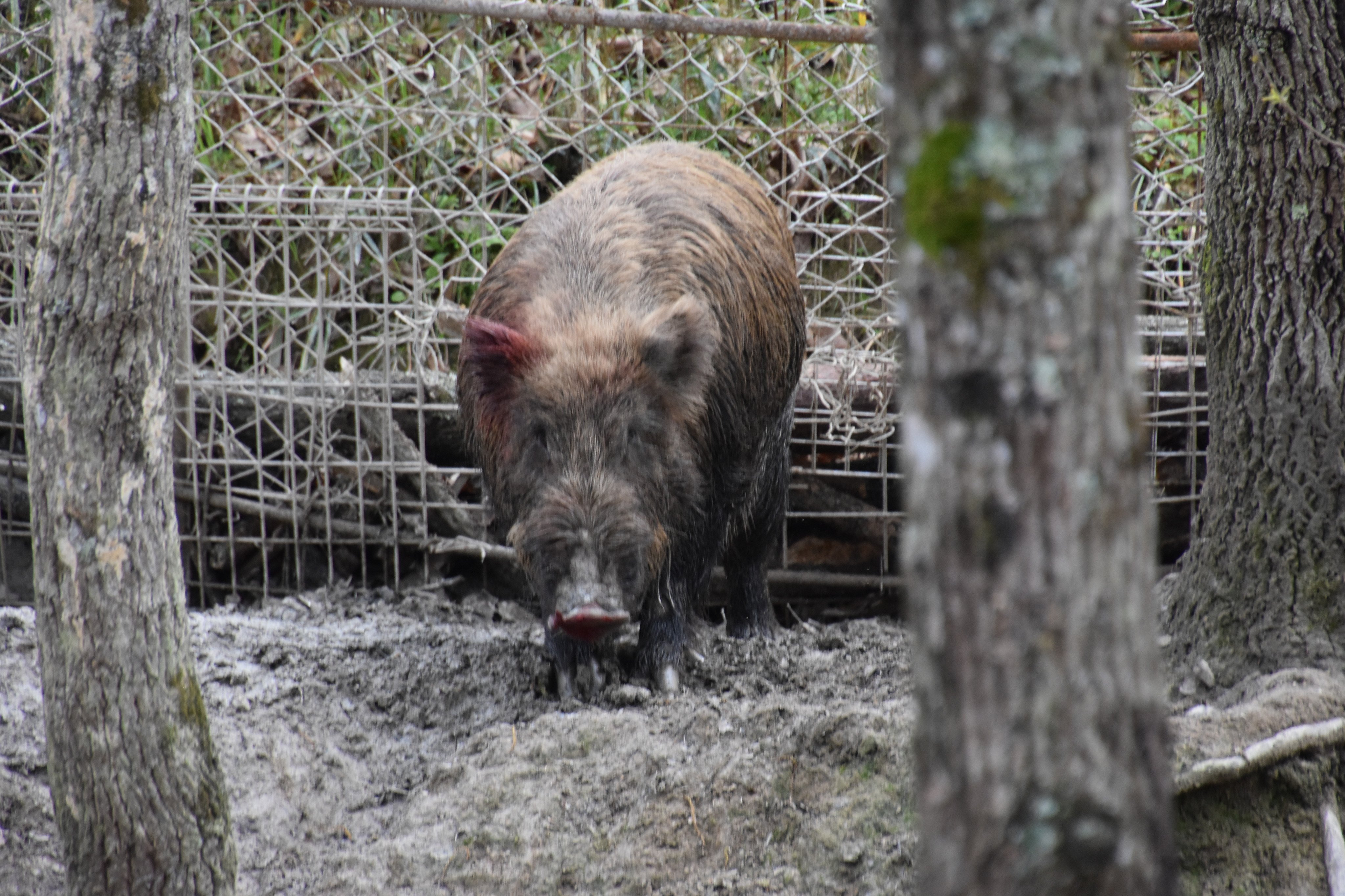Salmonpink 猪 写真撮ってんじゃねぇ 昨日の熊野山本猪犬訓練所で行われた猪 犬競技会 取材して来ました 成犬決勝をフェンスに登って写真撮っていたら 最後の最後で イノシシがこちらを向いて威嚇 体はデカイがシャイなイノシシだったらしい