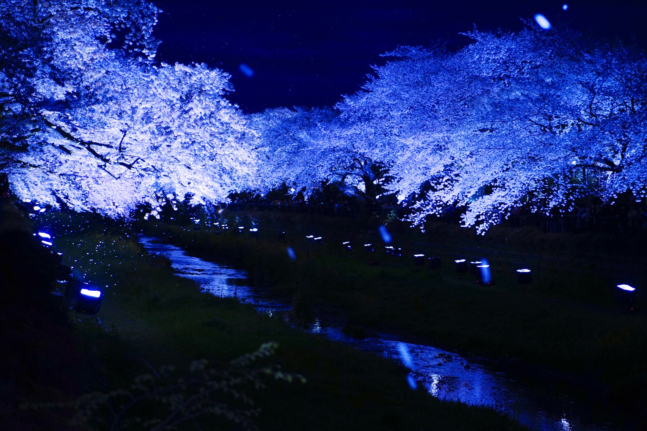 君和田富士郎、【カラーアップされた野川の夜桜】、希少画集画より 君和田富士郎、【カラーアップされた野川の夜桜】、希少画集画より