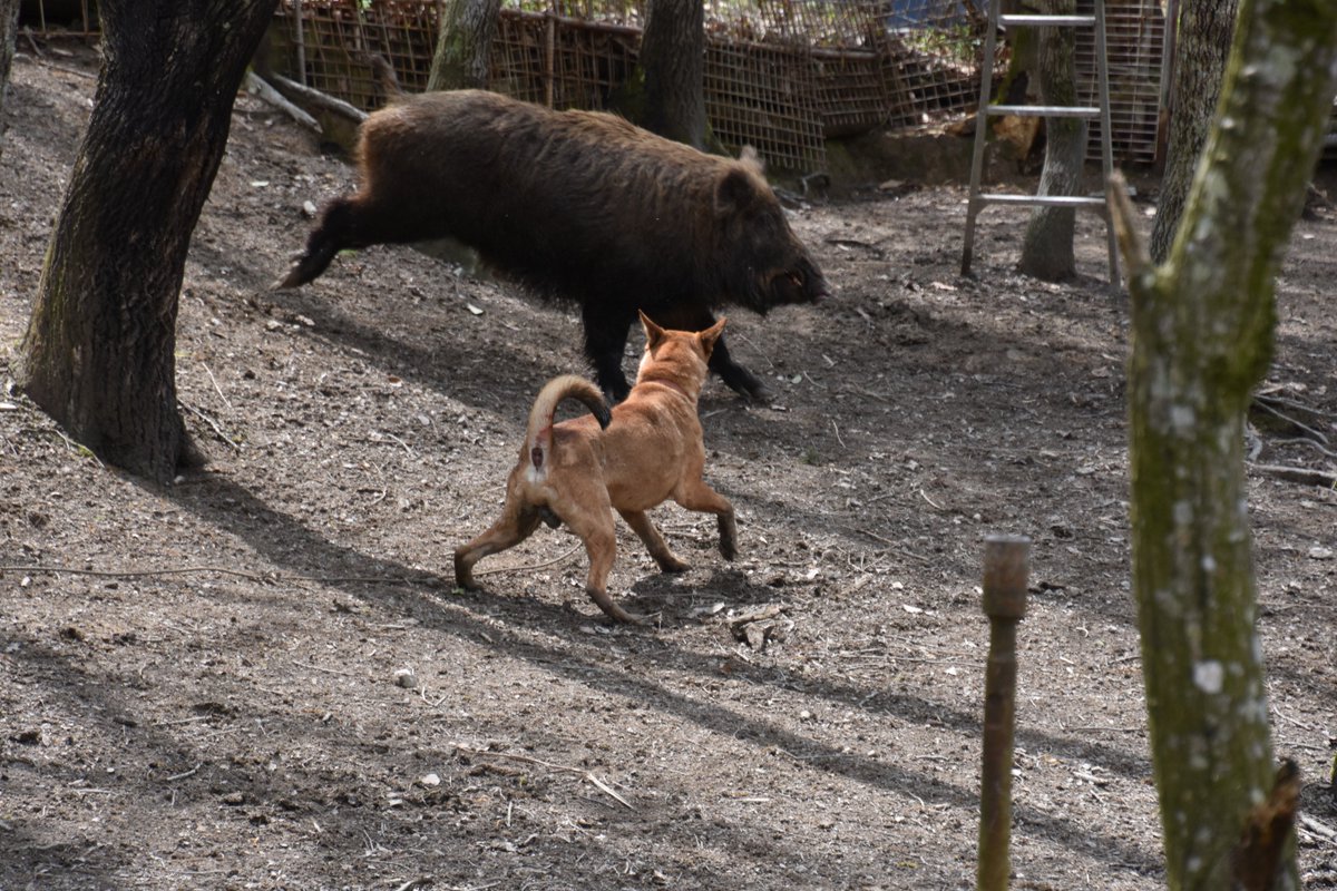 Avainsana 猪犬 Twitterissa Avainsana 猪犬 Twitterissa