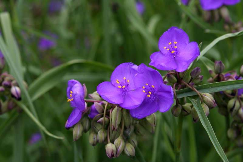 美しい花の画像 これまでで最高のムラサキツユクサ 花 言葉 美しい花の画像 これまでで最高のムラサキツユクサ 花 言葉