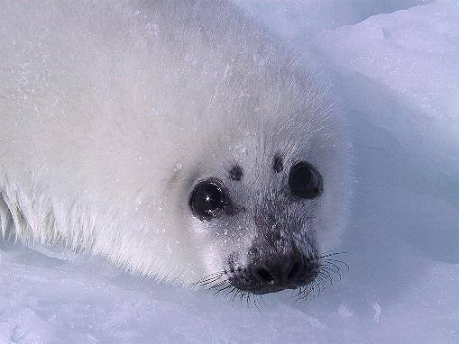 #GoodNight Peace to All Beings.  harpseals.org
