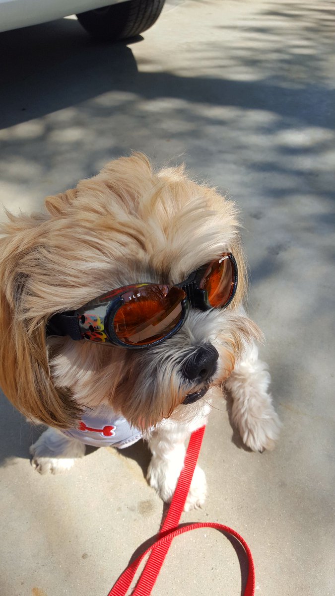 BottanoSherri's tweet photo. When you got the coolest dog in town! https://t.co/igaixVzbvY