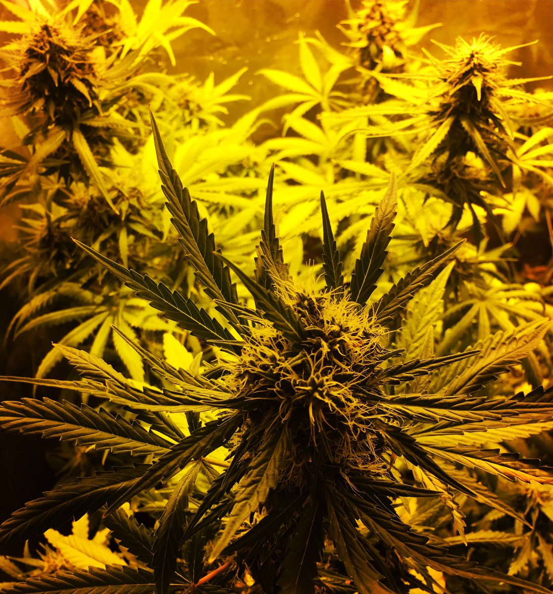 VerdeStoreCL's tweet photo. Cultivo Orgánico con BioBizz #BioBizz #Genofarm #ThunderHazeAuto https://t.co/KmQpp88dNI