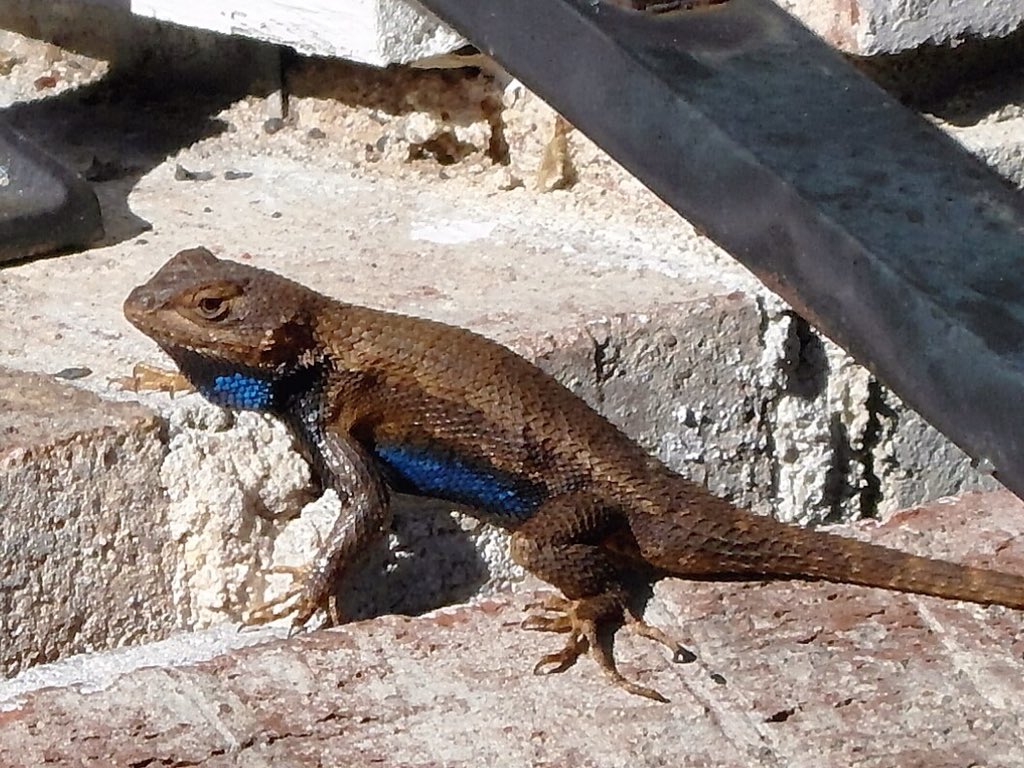 ThorkildJ's tweet photo. #firben #øgle #lizard #eidechse #nature #natura #forår #usa #NorthCarolina #tj https://t.co/FVCThnQSke